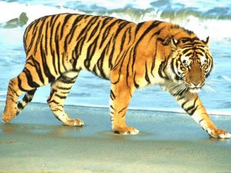 il est vraiment beau se tigre